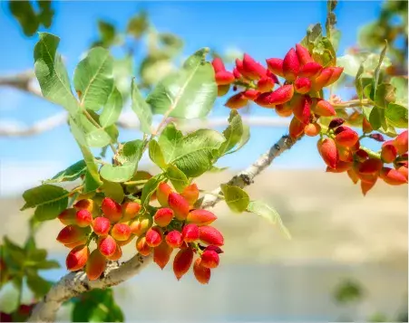 Fıstığın <br>Peşinde